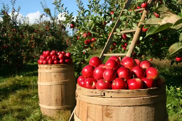 Barrels of fresh red apples in an orchard with trees laden with apples in the background, suggesting a harvest scene.